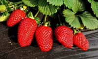 草莓是个大产业：越往里面钻就越觉得有意思